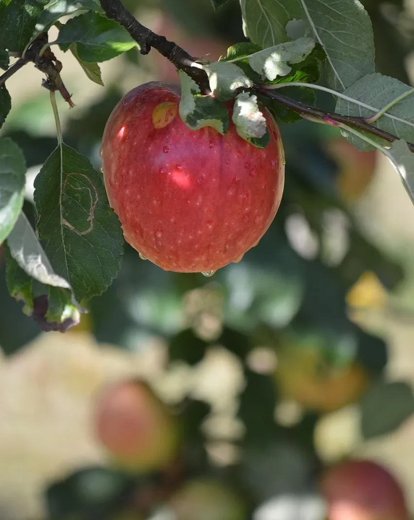 Milanaise Edelstahlarmband | Kompatibel mit Apple Watch-BerlinBravo #farbe_silber