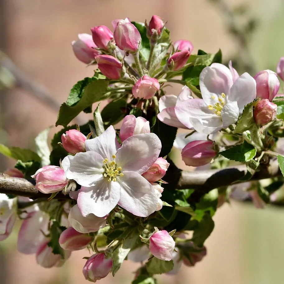 Milanaise Edelstahlarmband | Kompatibel mit Apple Watch-BerlinBravo #farbe_Rot