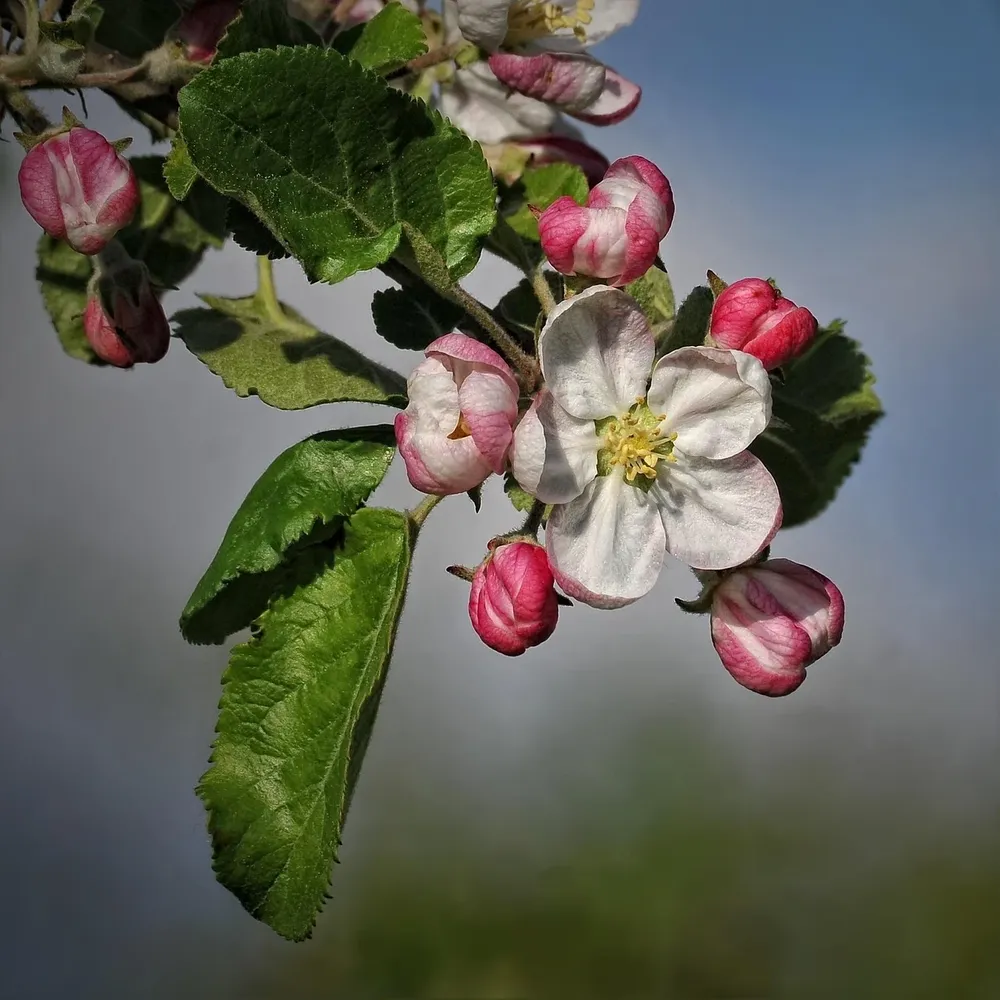 Silikon Hoola Loop | Armband kompatibel mit Apple Watch-BerlinBravo