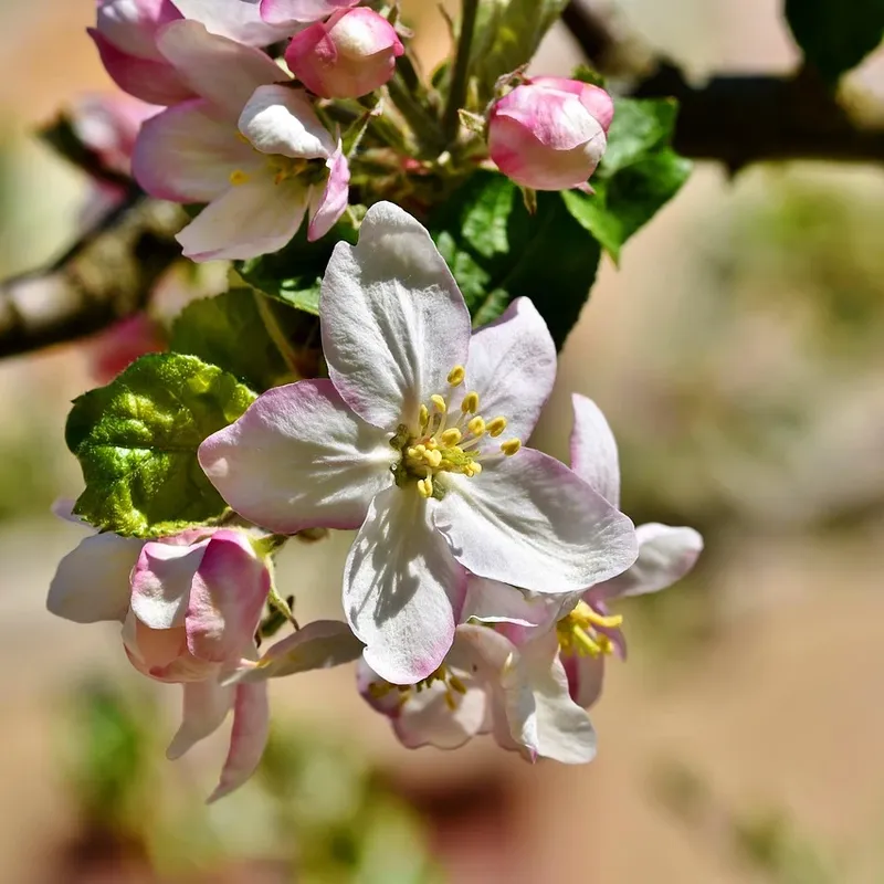 Maxine Edelstahl | Gliederarmband kompatibel mit Apple Watch-Roségold-BerlinBravo