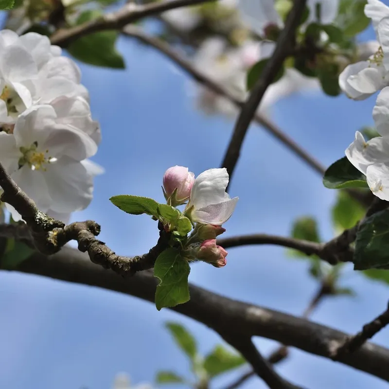 Milanaise Edelstahlarmband | Kompatibel mit Apple Watch-Rot-BerlinBravo #farbe_Rot