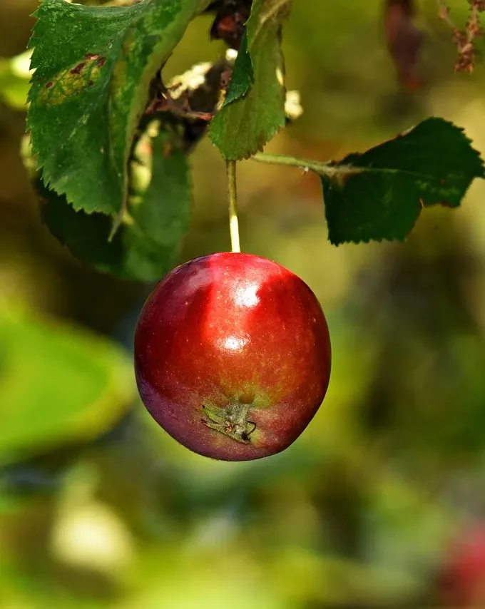 Milanaise Edelstahlarmband | Kompatibel mit Apple Watch-BerlinBravo #farbe_Gelbgold
